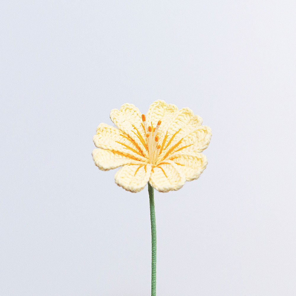 Lewisia