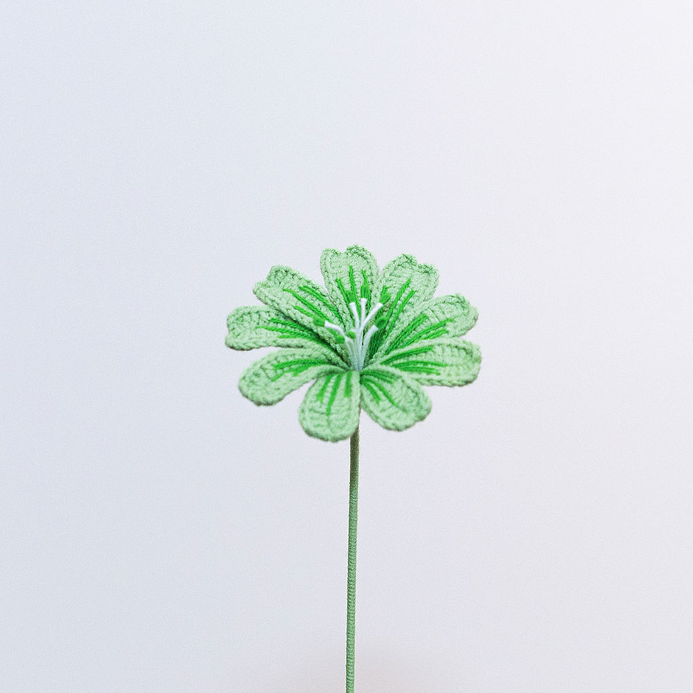 Lewisia