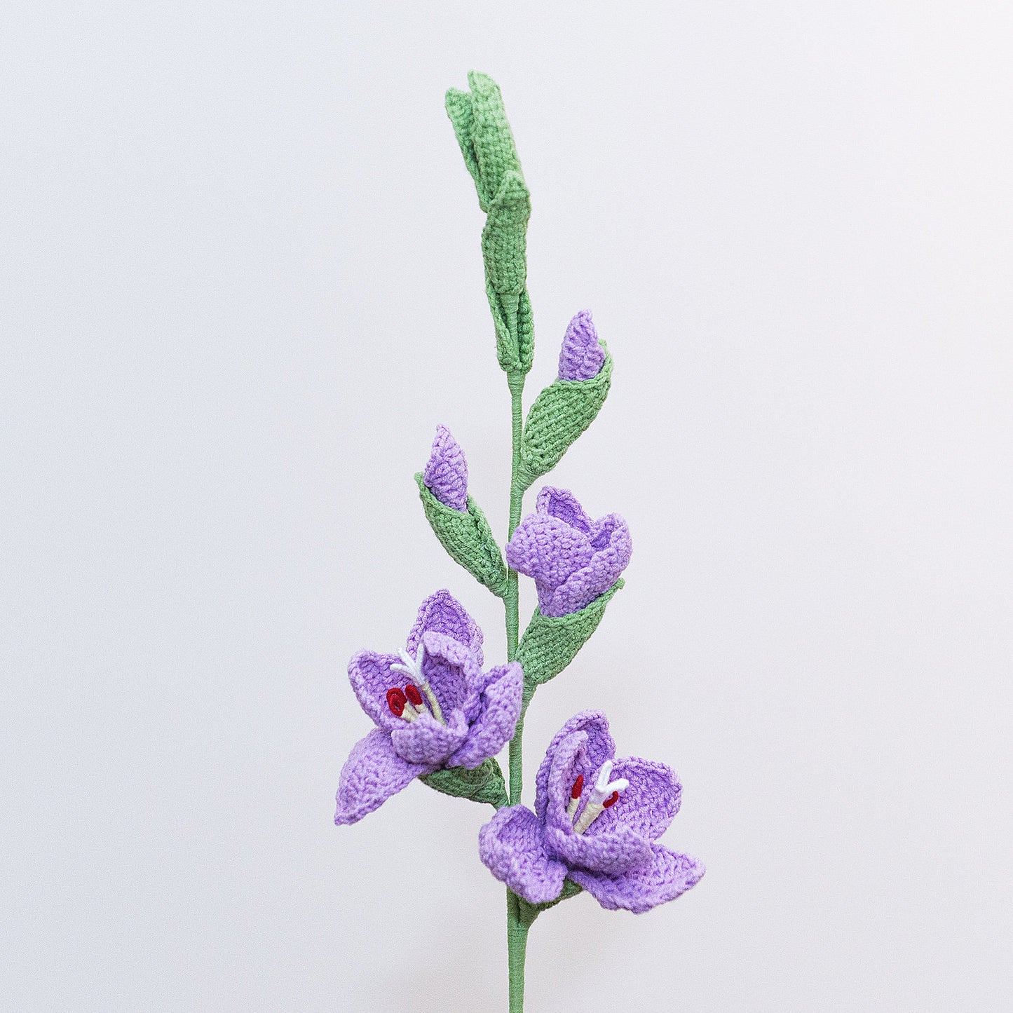 Gladiolus