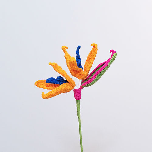 Bird of Paradise