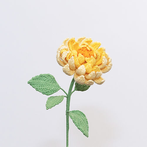 Dahlia