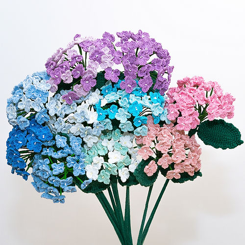 Hydrangea