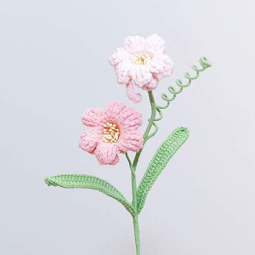 Peruvian Daffodil
