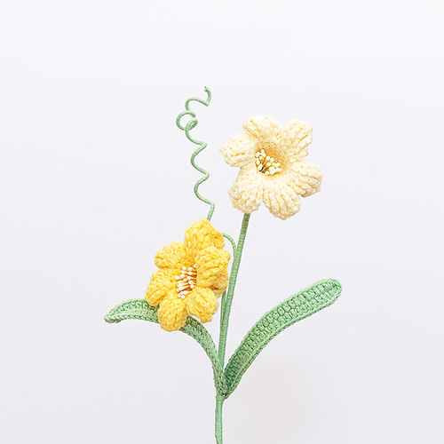 Peruvian Daffodil