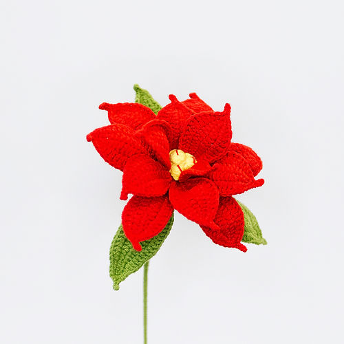 Poinsettia