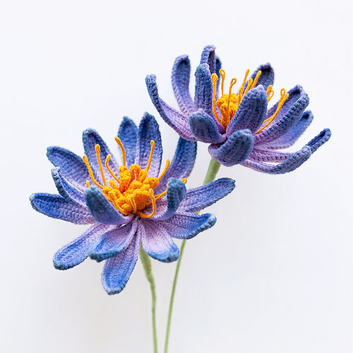 Water Lily