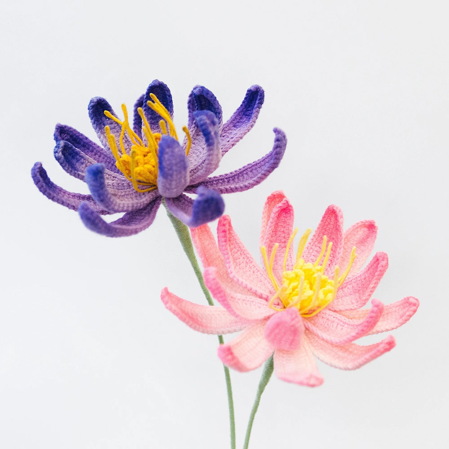 Water Lily