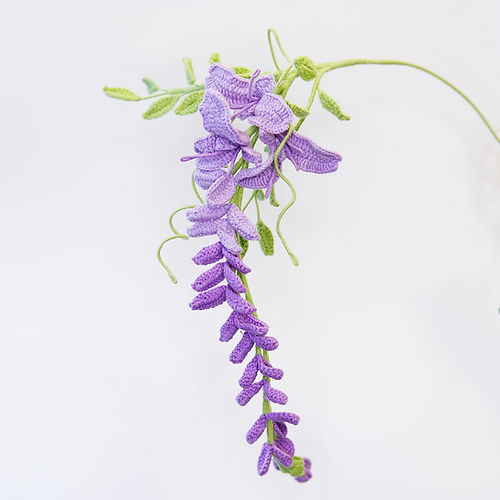 Wisteria