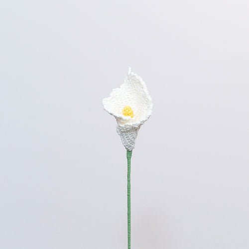 Calla-lily