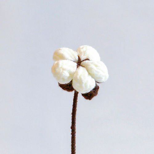 Cotton
