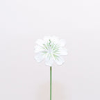 Lewisia