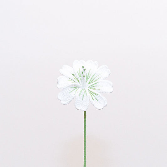 Lewisia