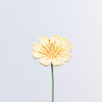 Lewisia