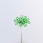 Lewisia