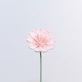Lewisia