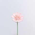 Lewisia