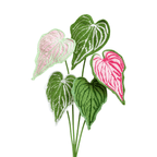 Caladium