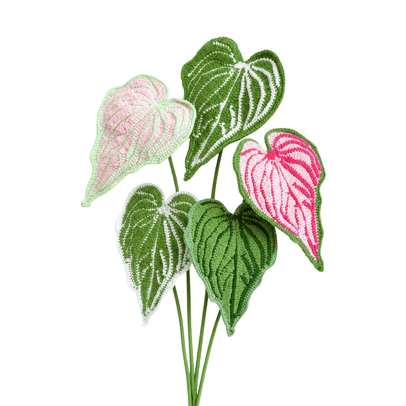 Caladium