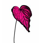 Caladium