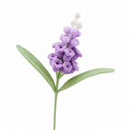 Grape Hyacinth