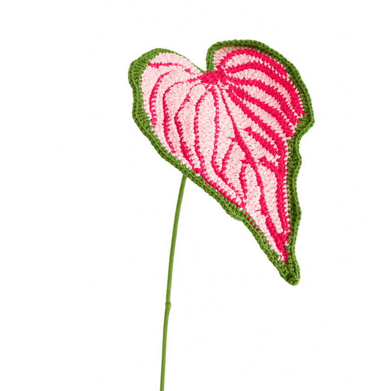 Caladium