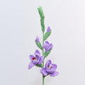 Gladiolus