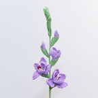 Gladiolus