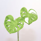 Monstera