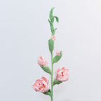 Gladiolus