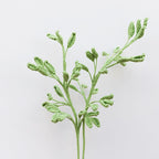 Fairy Leaf