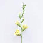 Gladiolus