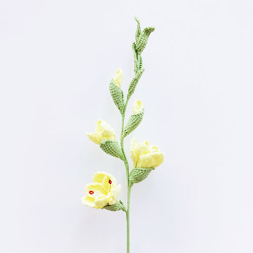 Gladiolus