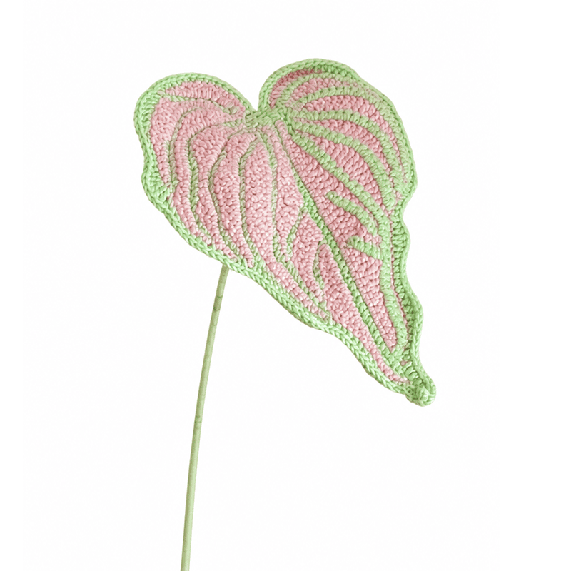 Caladium