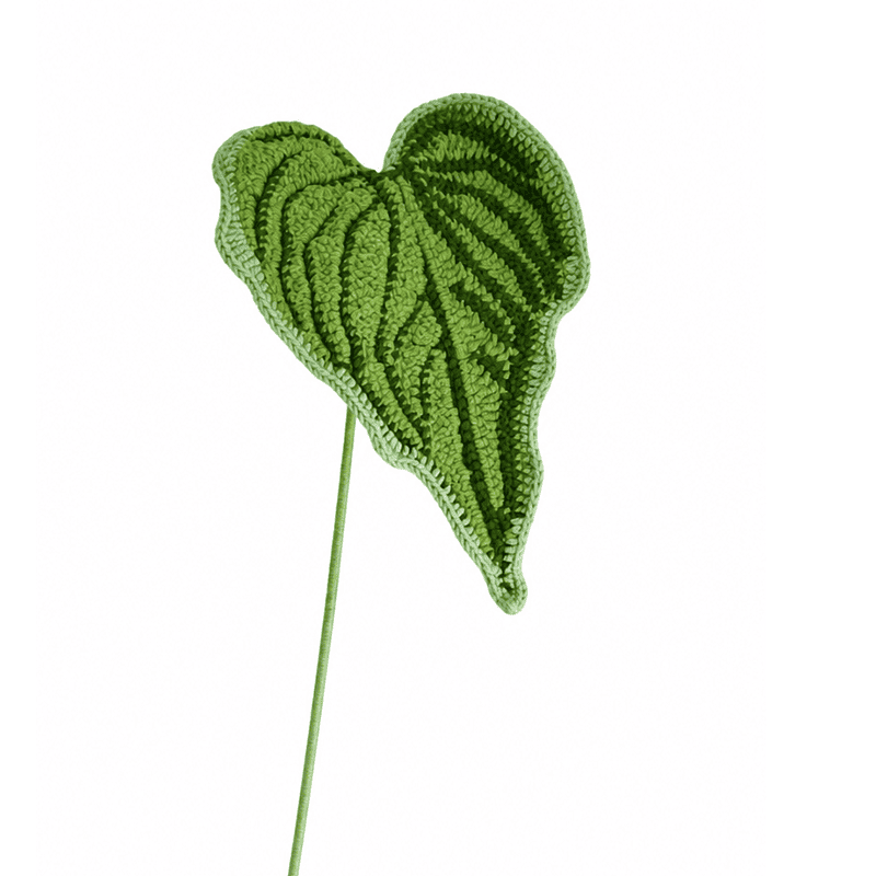 Caladium