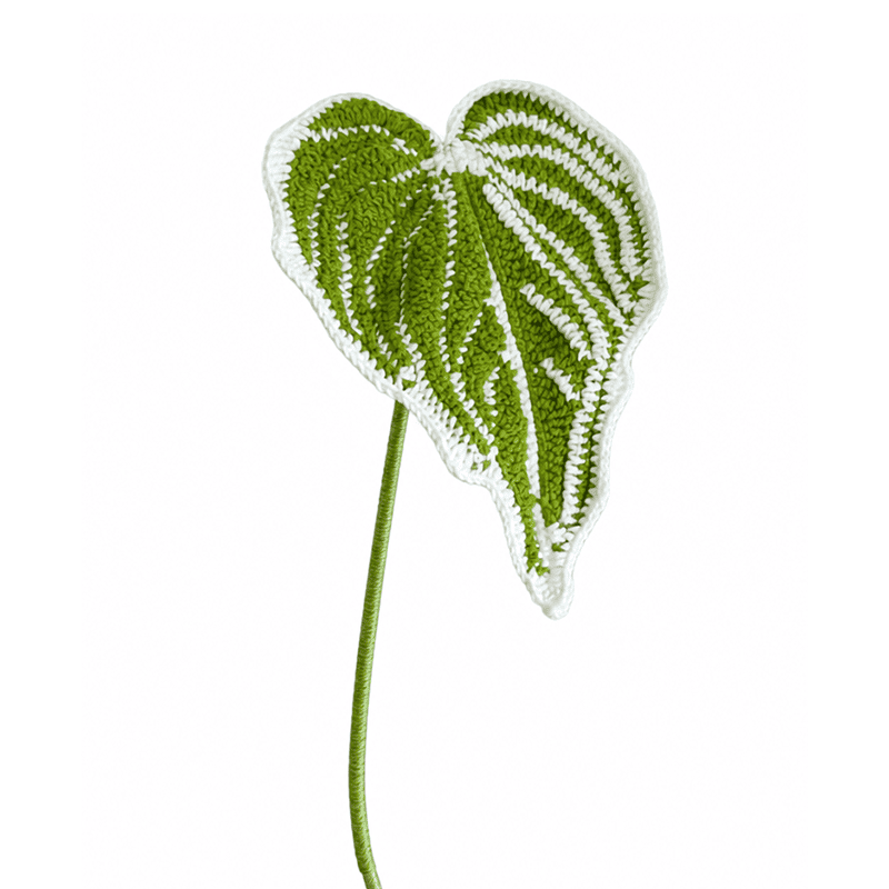 Caladium