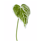 Caladium