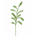 Chrysanthemum Leaf