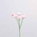 Baby's Breath
