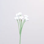 Baby's Breath