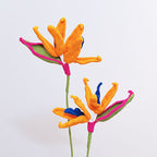 Bird of Paradise