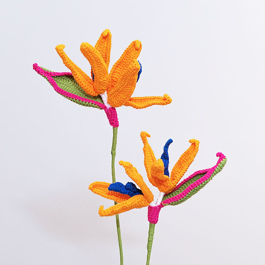 Bird of Paradise