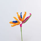 Bird of Paradise
