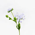 Blue Lace Flower