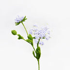 Blue Lace Flower