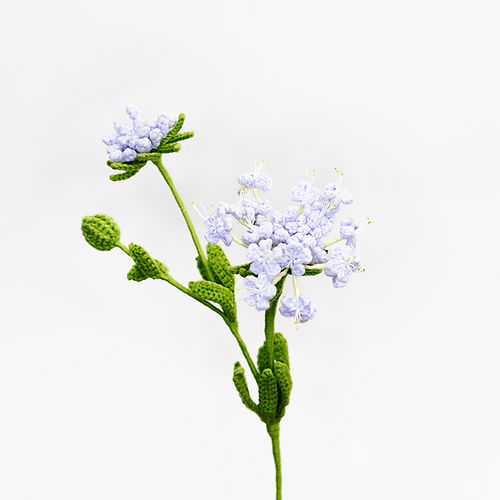 Blue Lace Flower