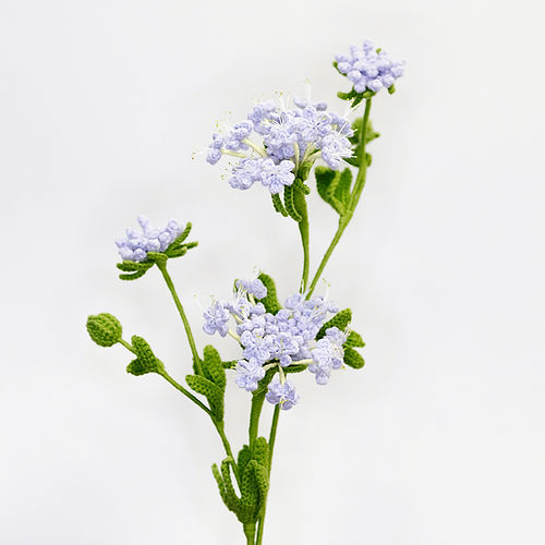 Blue Lace Flower