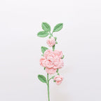 Camellia