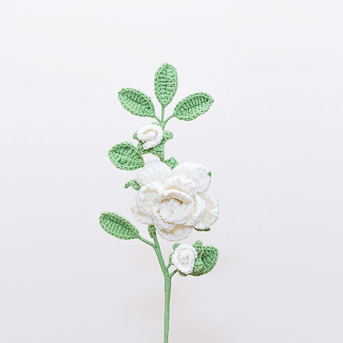 Camellia