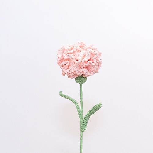 Carnation