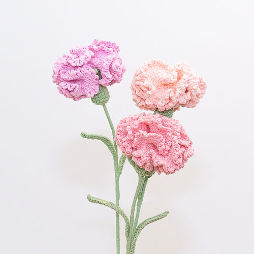 Carnation